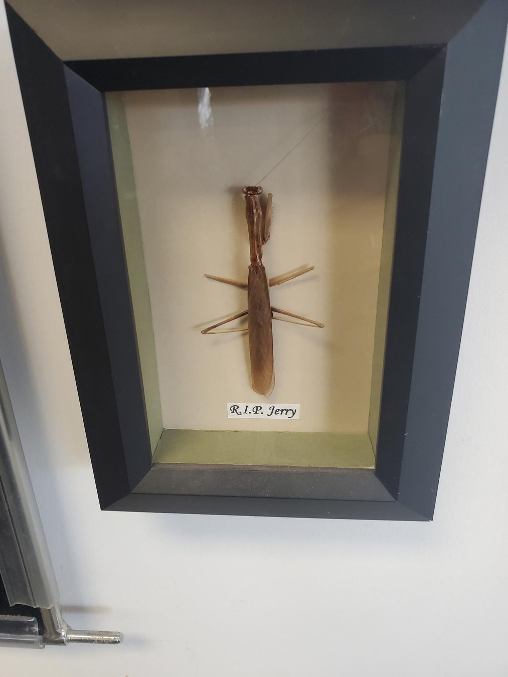 Yes, you can even frame bugs.  RIP Jerry.