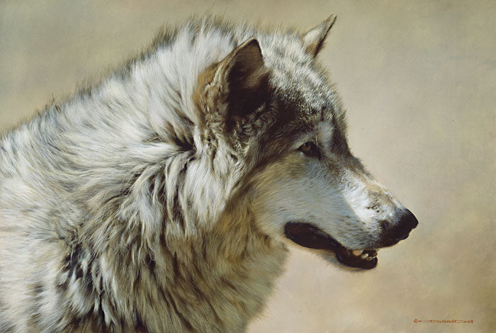 Steadfast and Resolute - Gray Wolf Portrait by Carl Brenders